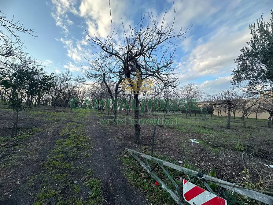 Immagine 12 di Terreno agricolo in vendita  in contrada capra biannca a Somma Vesuviana