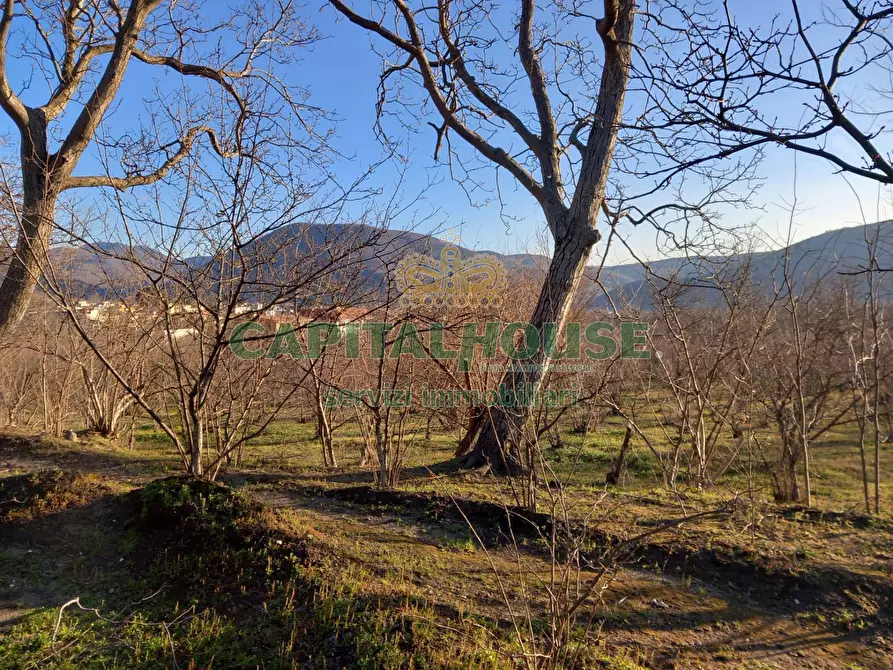 Immagine 8 di Terreno agricolo in vendita  in sirignano a Sirignano