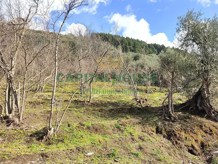 Immagine 6 di Terreno agricolo in vendita  in sirignano a Sirignano