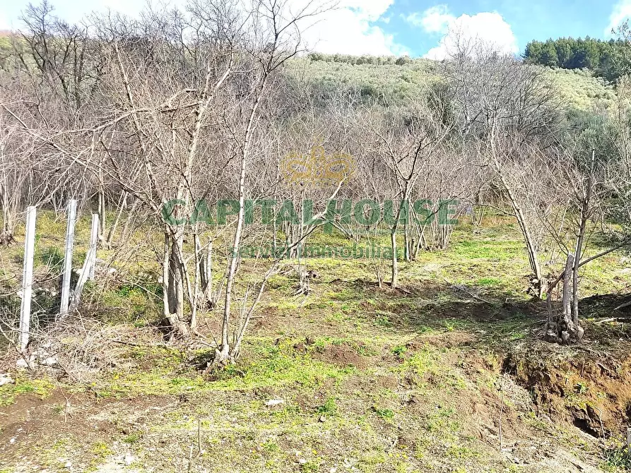 Immagine 12 di Terreno agricolo in vendita  in sirignano a Sirignano