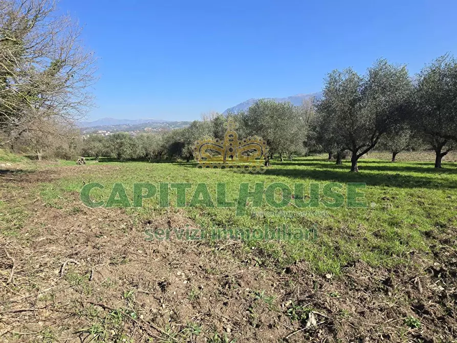 Immagine 2 di Terreno agricolo in vendita  in Via Contrada Migliara a Sant'agata De' Goti