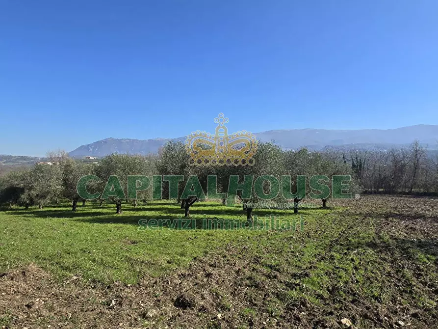 Immagine 4 di Terreno agricolo in vendita  in Via Contrada Migliara a Sant'agata De' Goti