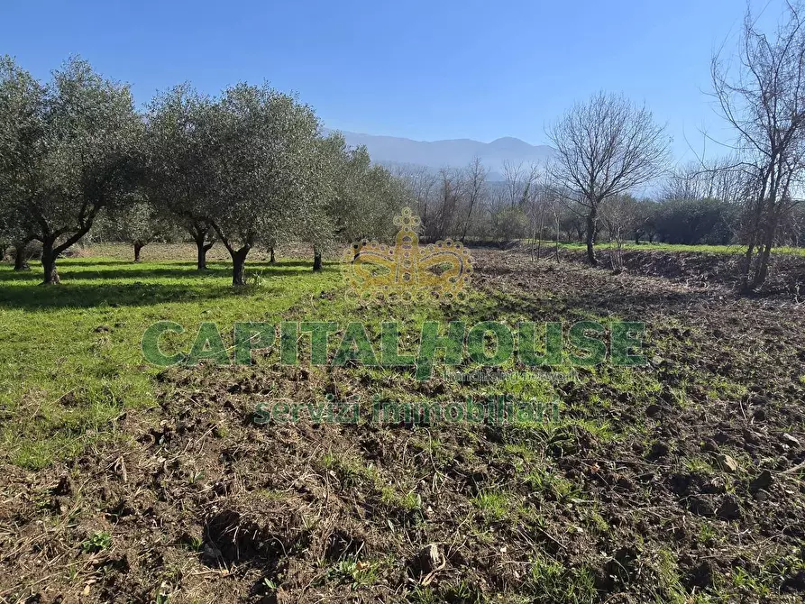Immagine 9 di Terreno agricolo in vendita  in Via Contrada Migliara a Sant'agata De' Goti