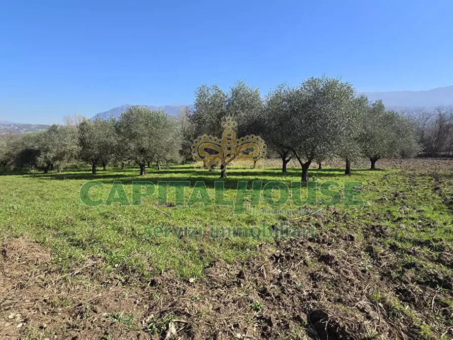 Immagine 13 di Terreno agricolo in vendita  in Via Contrada Migliara a Sant'agata De' Goti
