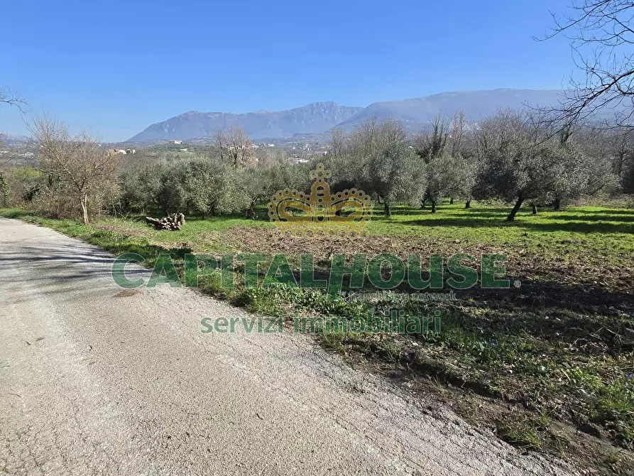 Immagine 16 di Terreno agricolo in vendita  in Via Contrada Migliara a Sant'agata De' Goti