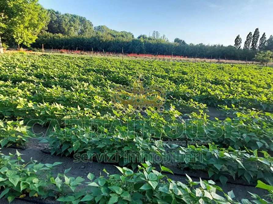 terreno agricolo in vendita ad Ottaviano