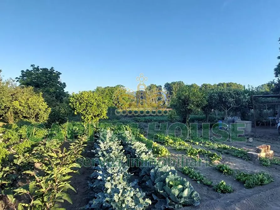 Immagine 8 di Terreno agricolo in vendita  in VIA ROMA a Ottaviano