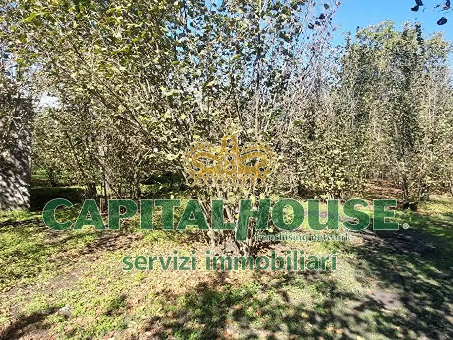 Immagine 10 di Terreno agricolo in vendita  in VIA ROMA a Ottaviano