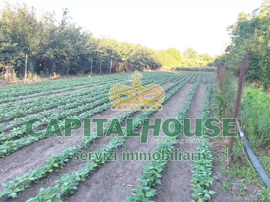 Immagine 3 di Terreno agricolo in vendita  in via Pigno a Somma Vesuviana