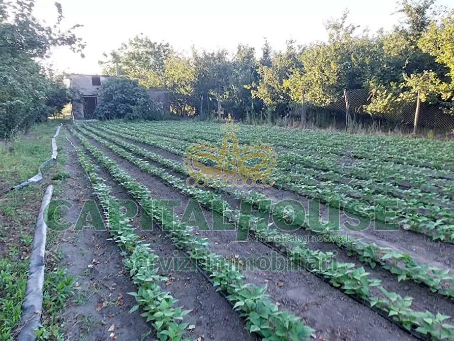 Immagine 4 di Terreno agricolo in vendita  in via Pigno a Somma Vesuviana