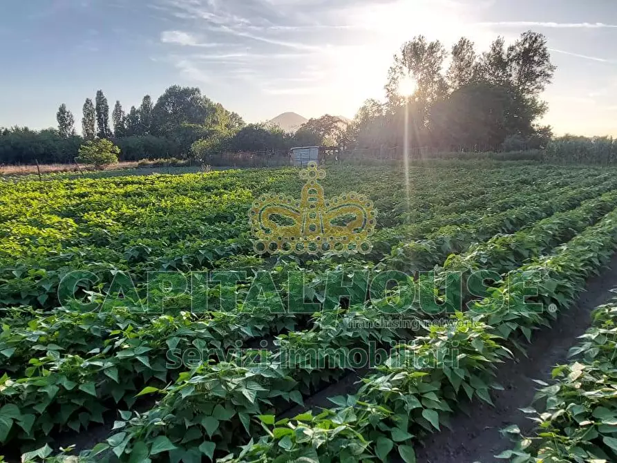 Immagine 7 di Terreno agricolo in vendita  in via Pigno a Somma Vesuviana
