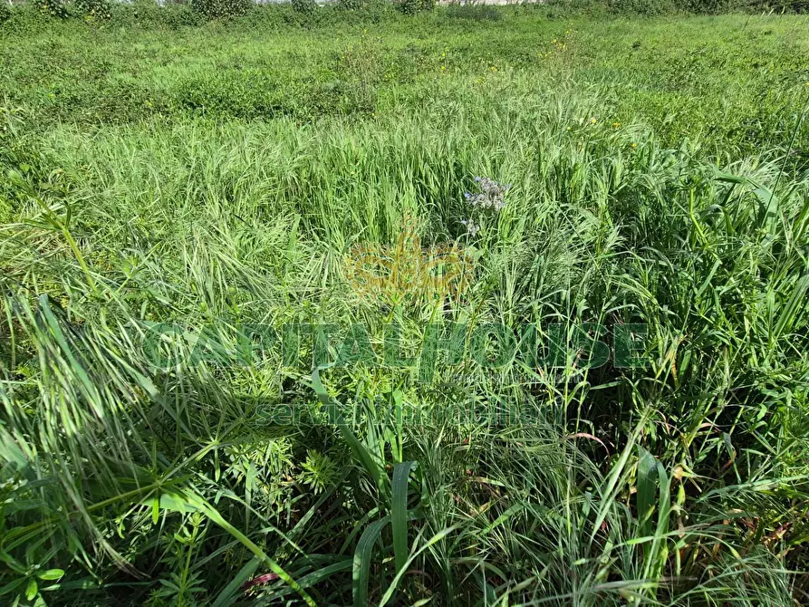 Immagine 3 di Terreno agricolo in vendita  a Capodrise