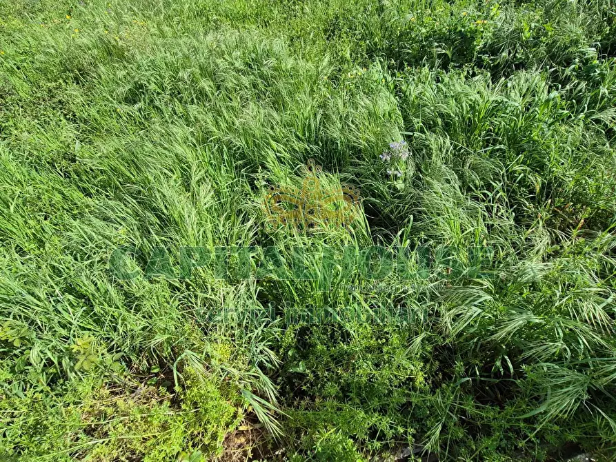 Immagine 5 di Terreno agricolo in vendita  a Capodrise