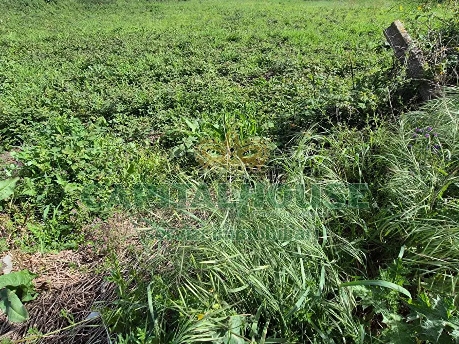 Immagine 6 di Terreno agricolo in vendita  a Capodrise