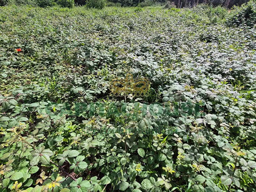 Immagine 10 di Terreno agricolo in vendita  a Capodrise