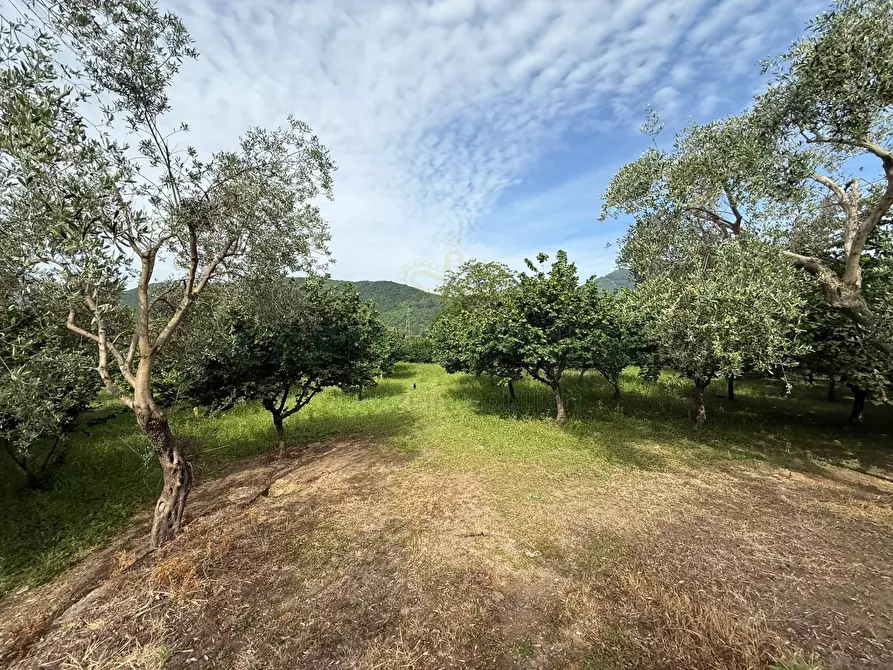 terreno agricolo in vendita a Fisciano