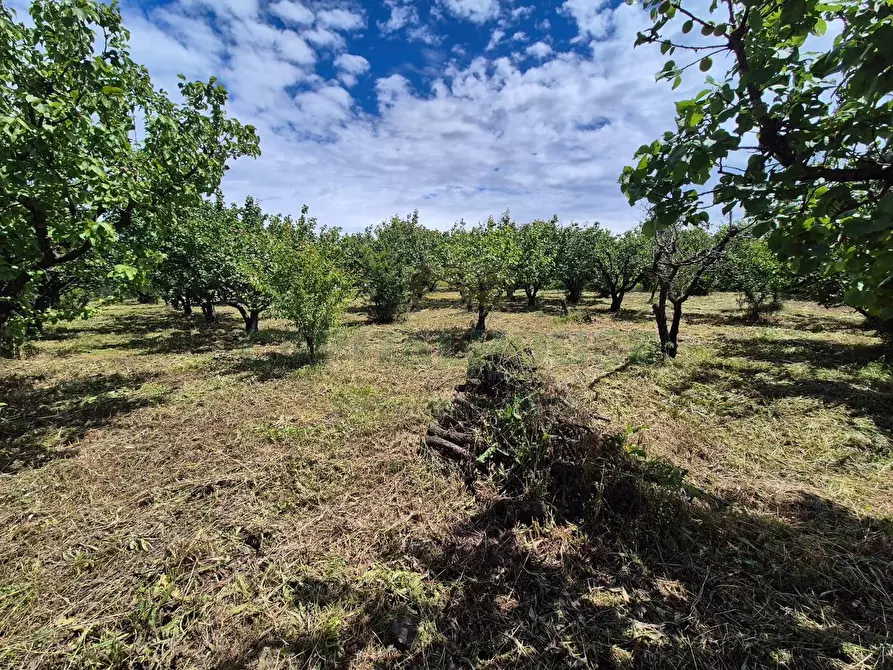 Immagine 2 di Terreno agricolo in vendita  in via Santa Chiara a Saviano