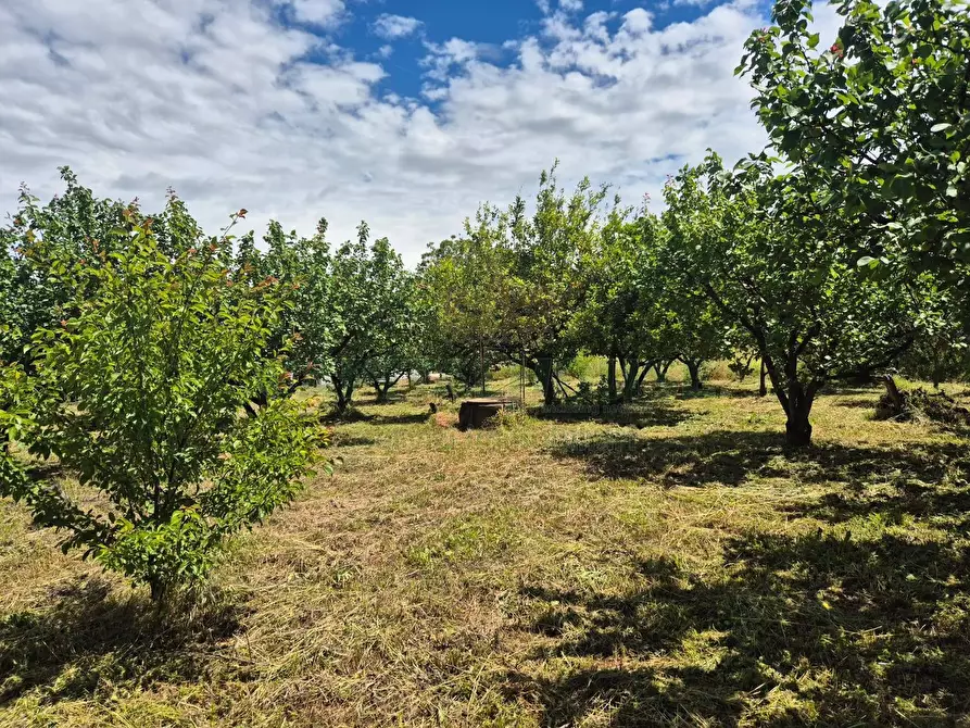 Immagine 1 di Terreno agricolo in vendita  in via Santa Chiara a Saviano
