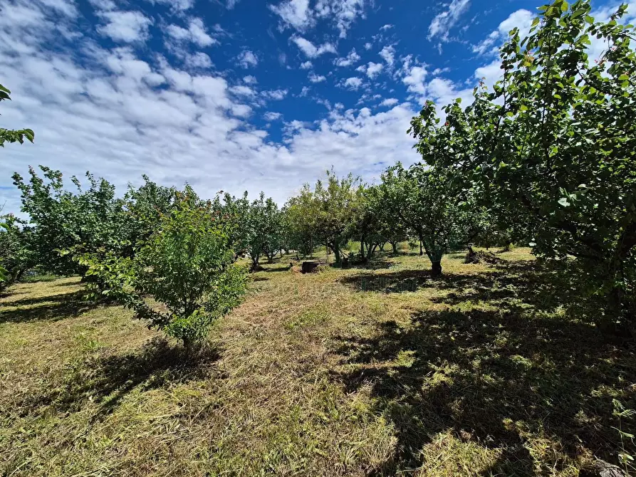Immagine 3 di Terreno agricolo in vendita  in via Santa Chiara a Saviano