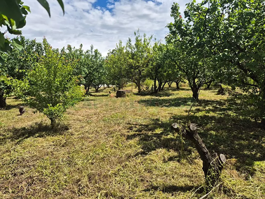 Immagine 4 di Terreno agricolo in vendita  in via Santa Chiara a Saviano