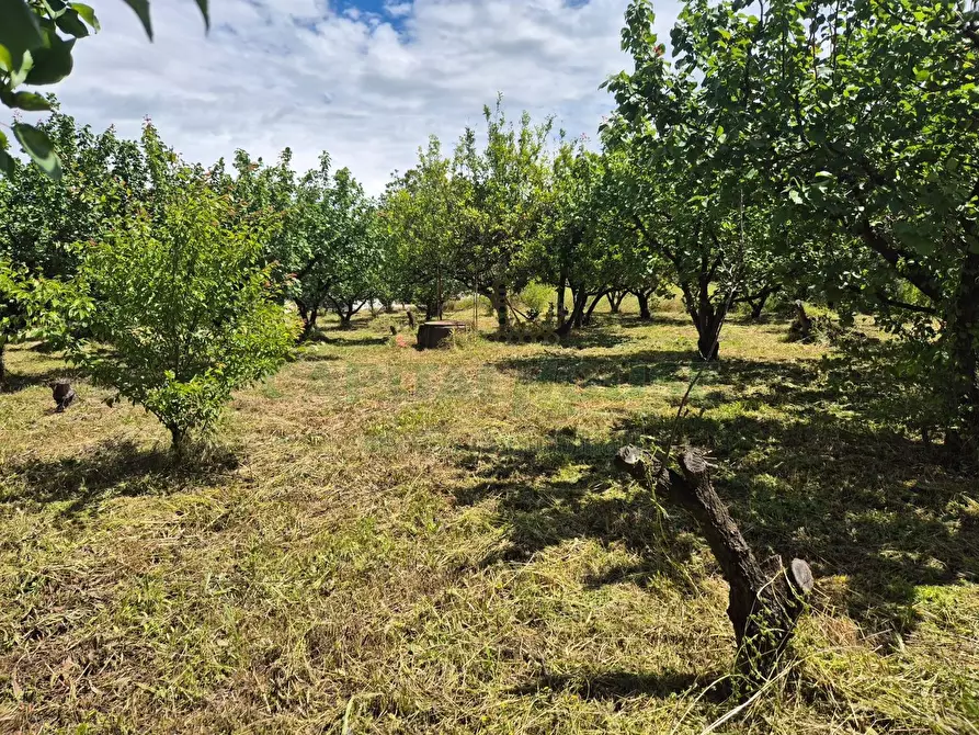 Immagine 5 di Terreno agricolo in vendita  in via Santa Chiara a Saviano