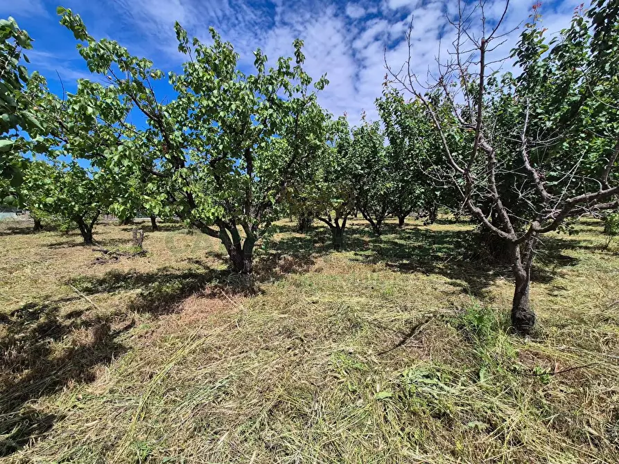 Immagine 10 di Terreno agricolo in vendita  in via Santa Chiara a Saviano