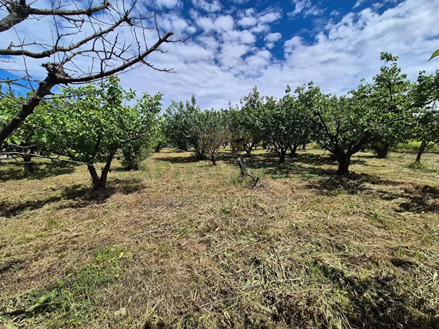Immagine 11 di Terreno agricolo in vendita  in via Santa Chiara a Saviano