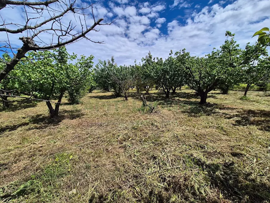 Immagine 13 di Terreno agricolo in vendita  in via Santa Chiara a Saviano