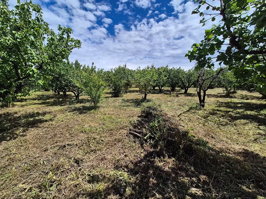 Immagine 14 di Terreno agricolo in vendita  in via Santa Chiara a Saviano