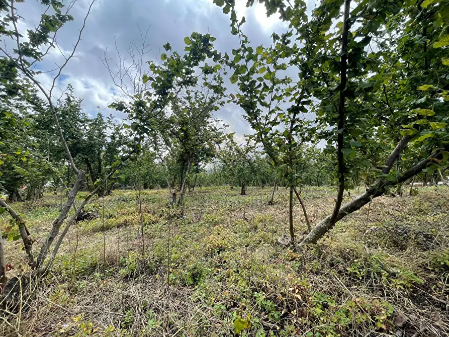 Immagine 12 di Terreno residenziale in vendita  in avella a Avella
