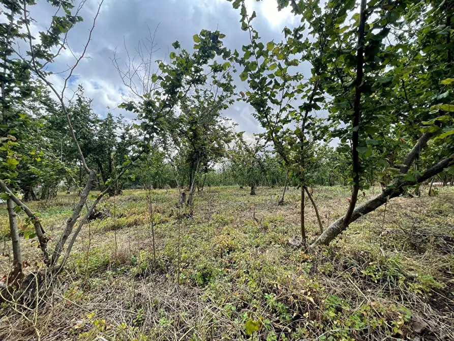 Immagine 15 di Terreno residenziale in vendita  in avella a Avella