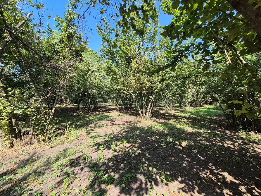 Immagine 1 di Terreno agricolo in vendita  in contrada perni a Cercola