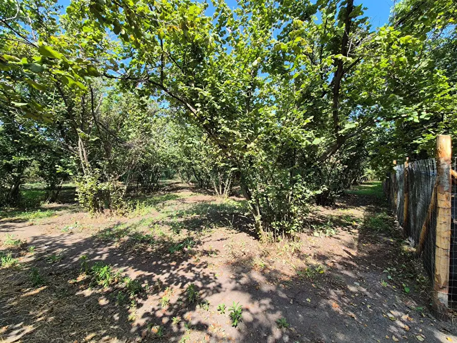 Immagine 3 di Terreno agricolo in vendita  in contrada perni a Cercola