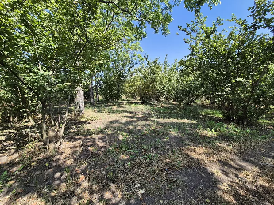 Immagine 4 di Terreno agricolo in vendita  in contrada perni a Cercola