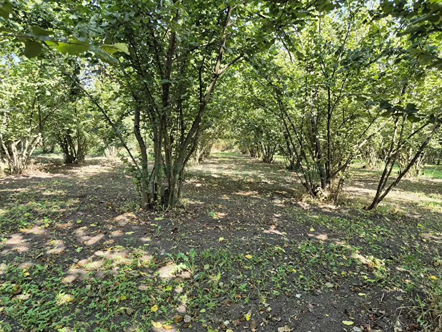 Immagine 9 di Terreno agricolo in vendita  in contrada perni a Cercola