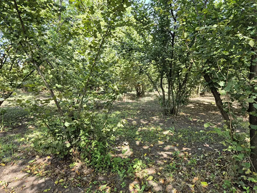 Immagine 10 di Terreno agricolo in vendita  in contrada perni a Cercola