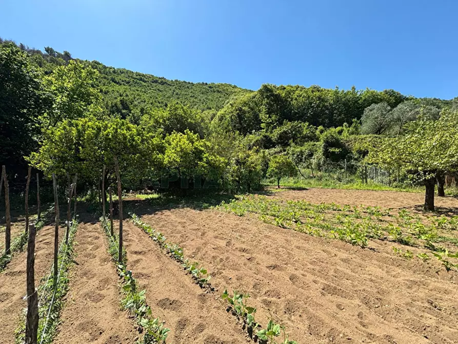 Immagine 4 di Terreno agricolo in vendita  in VICINALE DELL ABBADESSA a Mercato San Severino