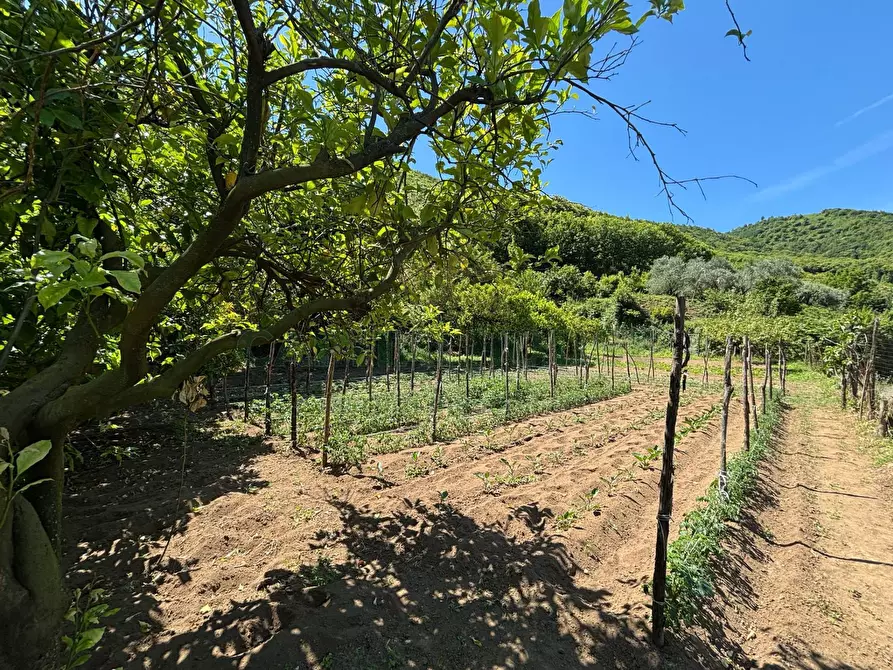 Immagine 6 di Terreno agricolo in vendita  in VICINALE DELL ABBADESSA a Mercato San Severino