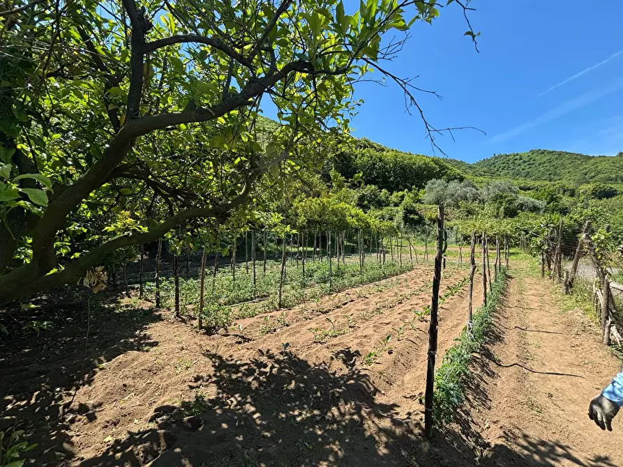 Immagine 8 di Terreno agricolo in vendita  in VICINALE DELL ABBADESSA a Mercato San Severino