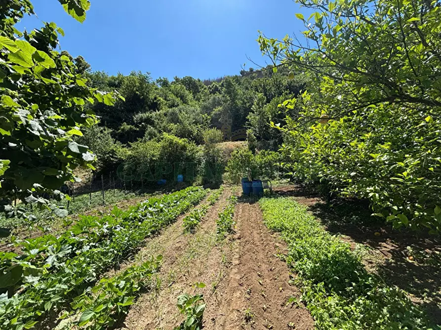 Immagine 9 di Terreno agricolo in vendita  in VICINALE DELL ABBADESSA a Mercato San Severino