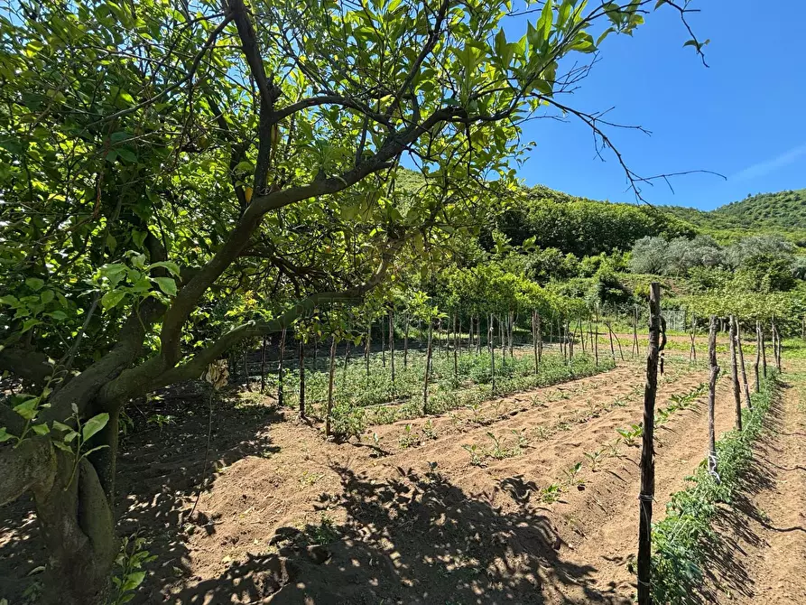 Immagine 11 di Terreno agricolo in vendita  in VICINALE DELL ABBADESSA a Mercato San Severino