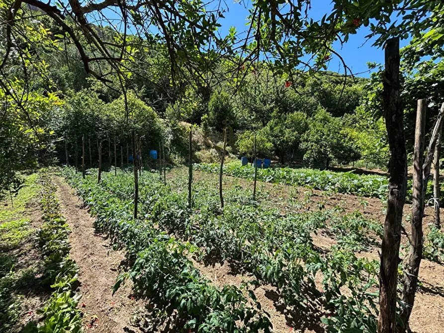 Immagine 15 di Terreno agricolo in vendita  in VICINALE DELL ABBADESSA a Mercato San Severino