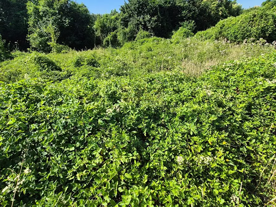 Immagine 1 di Terreno agricolo in vendita  a Marcianise