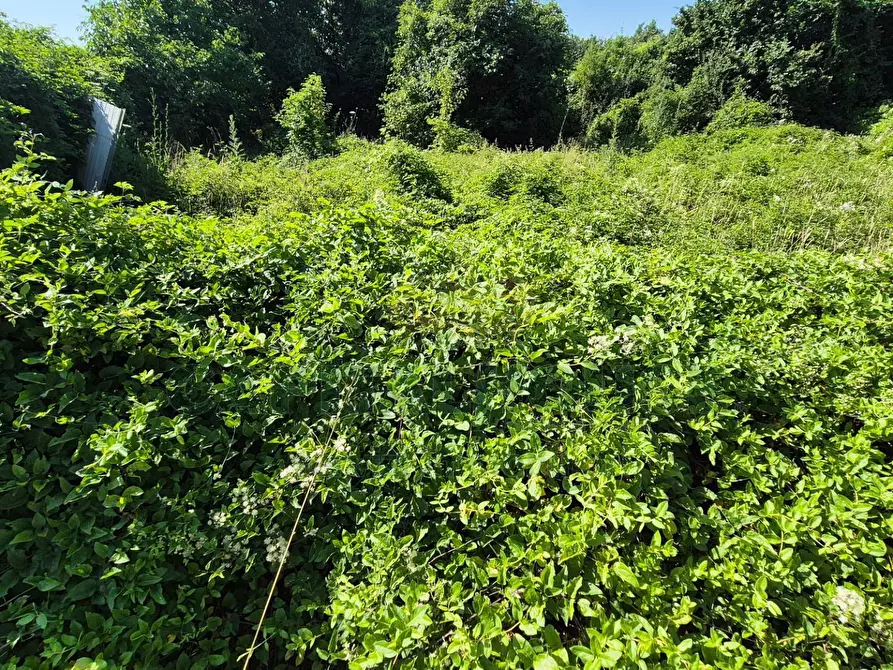 Immagine 3 di Terreno agricolo in vendita  a Marcianise