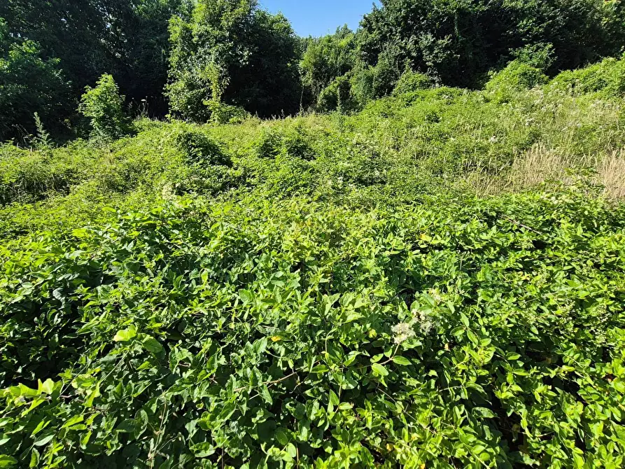 Immagine 5 di Terreno agricolo in vendita  a Marcianise