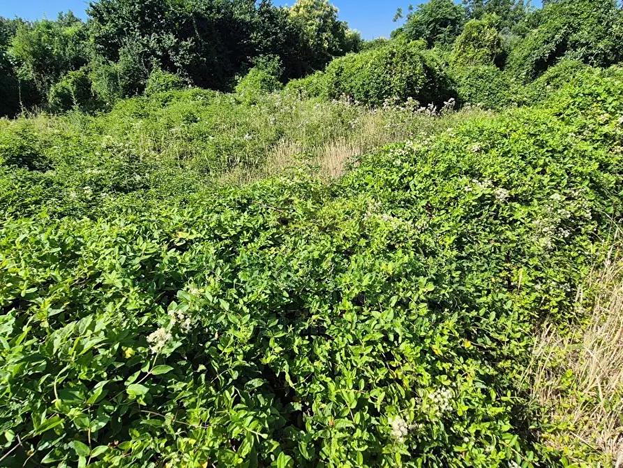 Immagine 7 di Terreno agricolo in vendita  a Marcianise