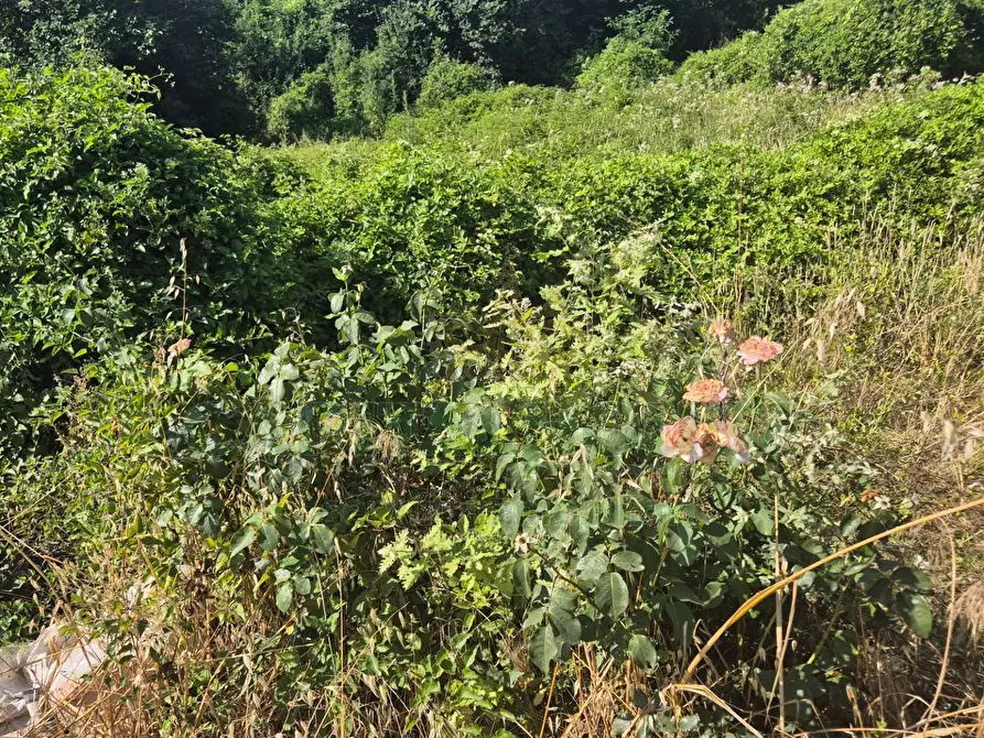 Immagine 8 di Terreno agricolo in vendita  a Marcianise