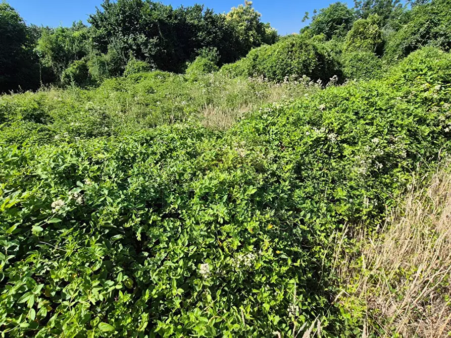 Immagine 9 di Terreno agricolo in vendita  a Marcianise