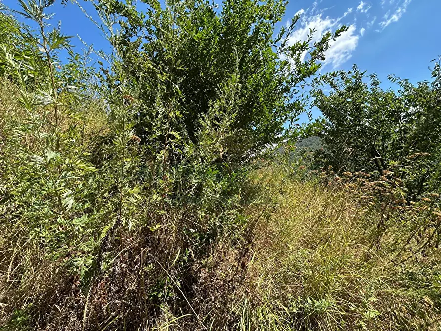 Immagine 10 di Terreno agricolo in vendita  a Bracigliano