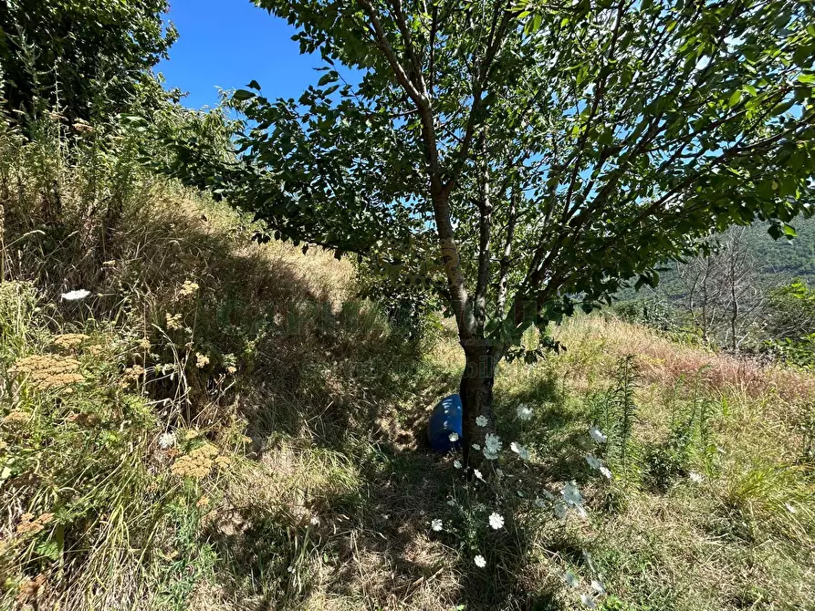 Immagine 7 di Terreno agricolo in vendita  a Bracigliano